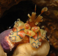   Little Harlequin Shrimp hiding hole protecting his dinner  
